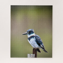 Puzzle Belted Kingfisher