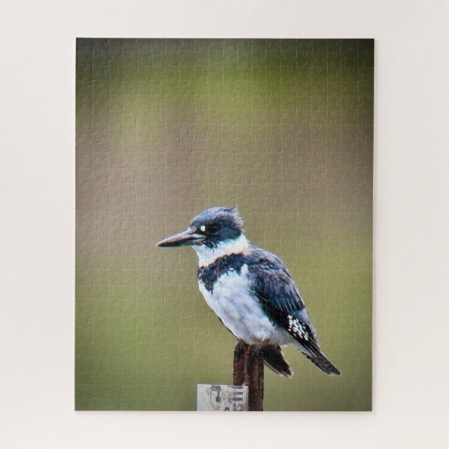 Puzzle Belted Kingfisher (Vertical)