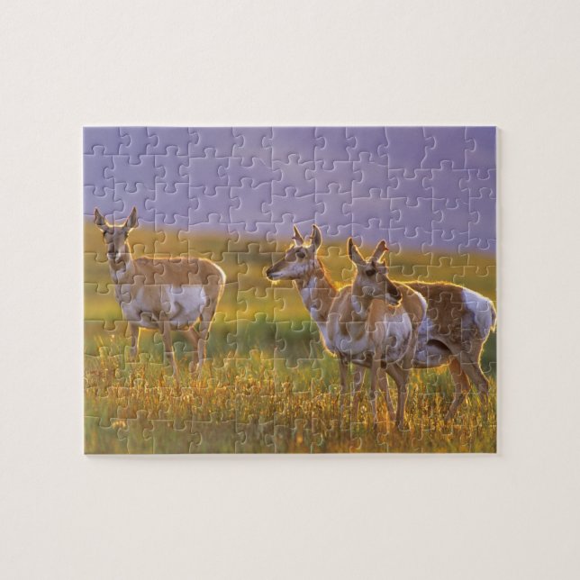 Puzzle Berrendo antílope en Montana (Horizontal)