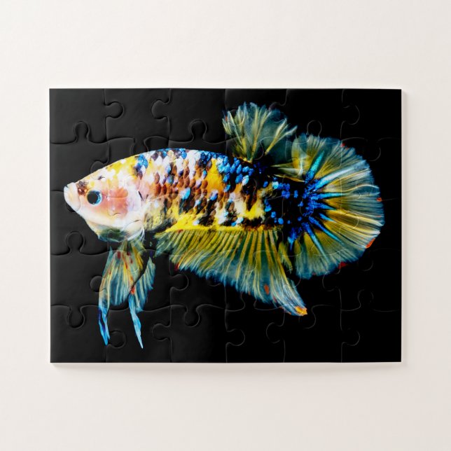 Puzzle Betta Fish Blue & Gold (Horizontal)