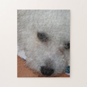 Puzzle Bichon Frisé.png