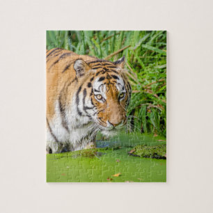 Puzzle Big Tiger Going Swimming with Green Foliage