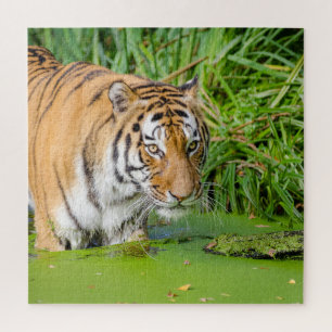 Puzzle Big Tiger Going Swimming with Green Foliage