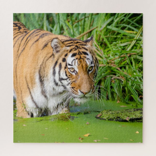 Puzzle Big Tiger Going Swimming with Green Foliage (Vertical)