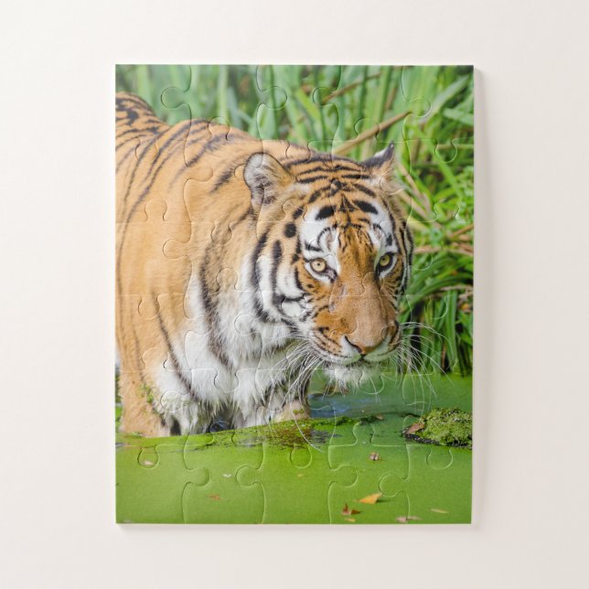 Puzzle Big Tiger Going Swimming with Green Foliage (Vertical)