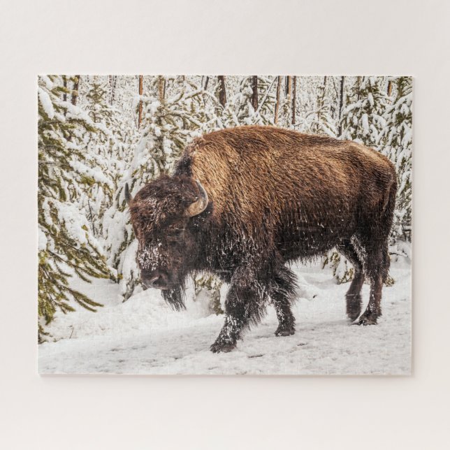Puzzle Bison (Bison bison) - Búfalo - Nieve - 520 piezas (Horizontal)