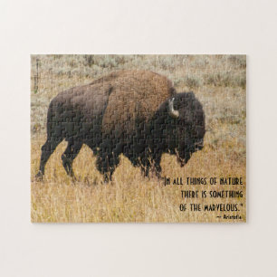 Puzzle Bison Grazs Americano En Meadow Grass Photo Person