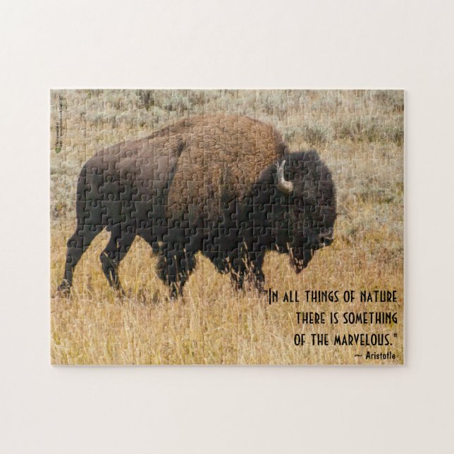 Puzzle Bison Grazs Americano En Meadow Grass Photo Person (Horizontal)