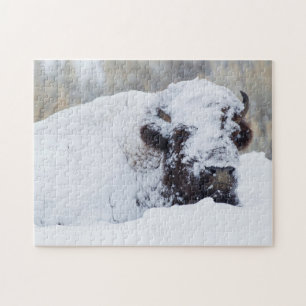 Puzzle Bison macho, pelaje de invierno