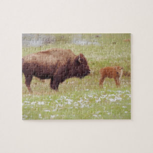 Puzzle Bison y Calf en Yellowstone