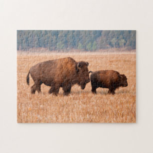 Puzzle Bisonte Americano (Bison bison) Vaca y Ternero