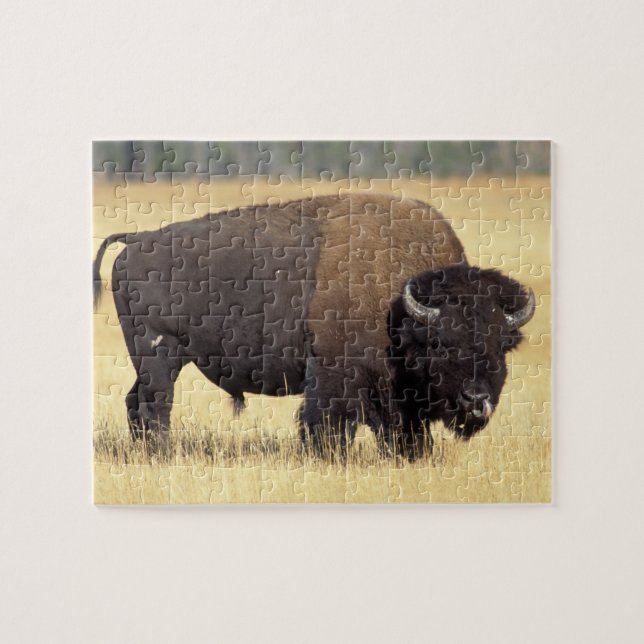 Puzzle Bisonte Toro en Yellowstone National (Horizontal)