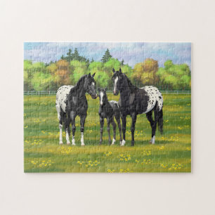 Puzzle Black Appaloosa Horses In Summer Pasture