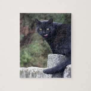 Puzzle Black Cat
