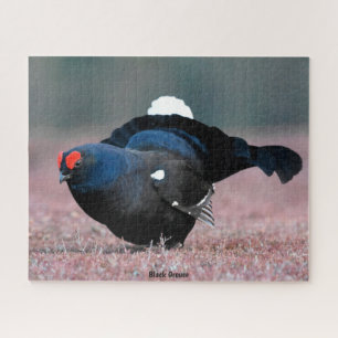 Puzzle Black Grouse