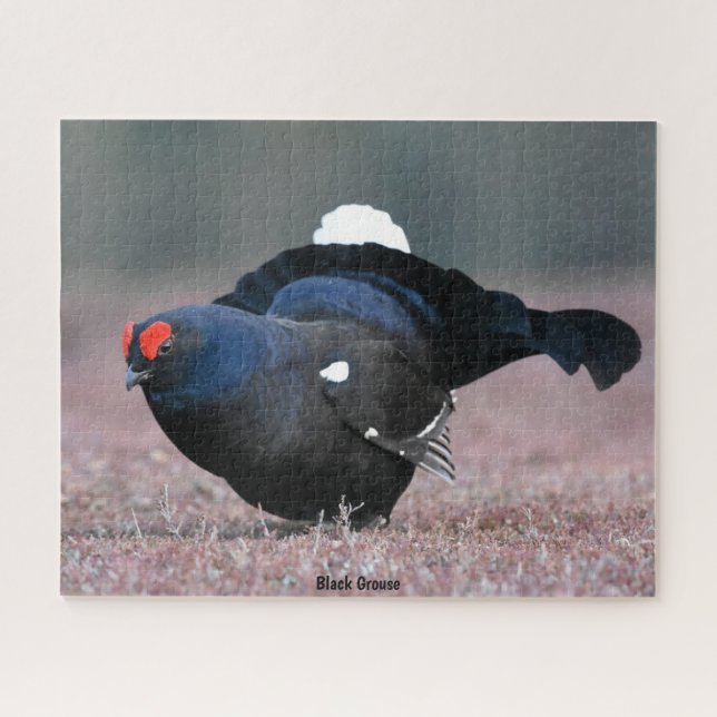 Puzzle Black Grouse (Horizontal)