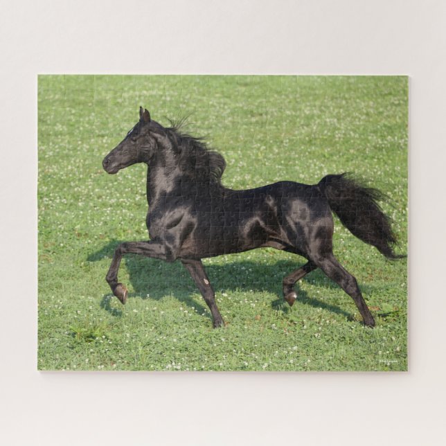 Puzzle Black Morgan Stallion Mane y la cola fluyendo (Horizontal)