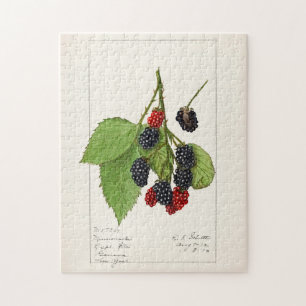 Puzzle Blackberries (Rubus subg. Rubus Watson) Fruta