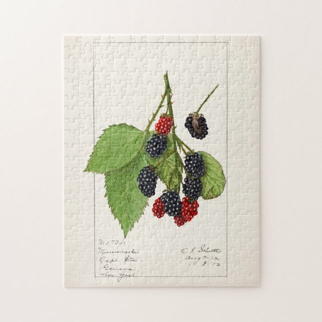 Puzzle Blackberries (Rubus subg. Rubus Watson) Fruta (Vertical)