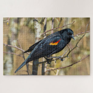 Puzzle Blackbird