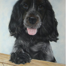 Puzzle blanco inglés azul coqueteo spanie muy lindo perro