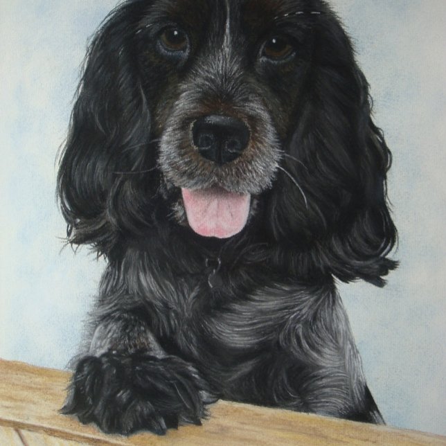 Puzzle blanco inglés azul coqueteo spanie muy lindo perro (Subido por el creador)