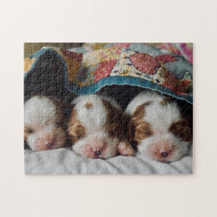 Puzzle Blenheim Cavalier King Charles Spaniel