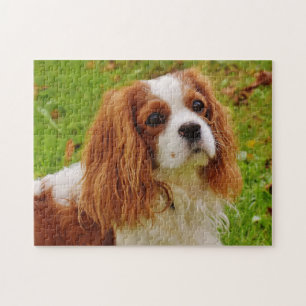 Puzzle Blenheim Cavalier King Charles Spaniel Perro Cacho