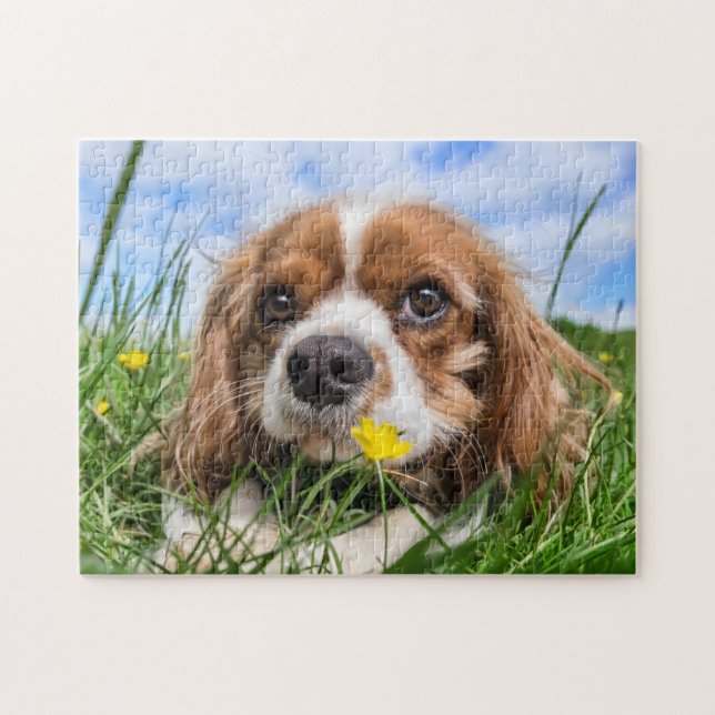Puzzle Blenheim Cavalier King Charles Spaniel Perro Cacho (Horizontal)
