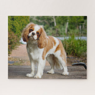 Puzzle Blenheim Cavalier King Charles Spaniel Perro de Ca