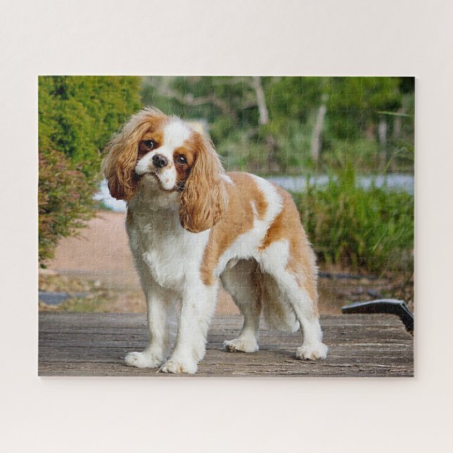 Puzzle Blenheim Cavalier King Charles Spaniel Perro de Ca (Horizontal)
