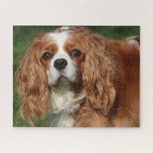 Puzzle Blenheim Cavalier King Charles Spaniel Perro de Ca