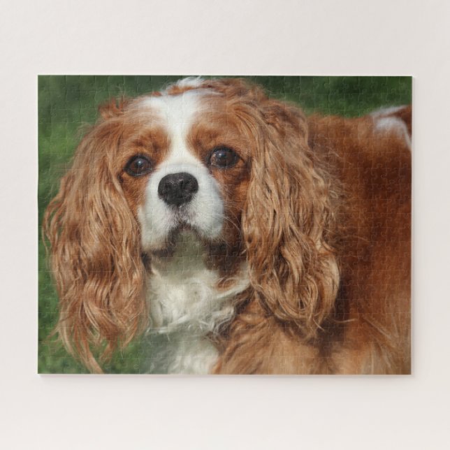 Puzzle Blenheim Cavalier King Charles Spaniel Perro de Ca (Horizontal)