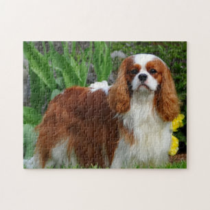 Puzzle Blenheim Cavalier Rey Carlos Español Perro