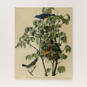 Puzzle Blue Grosbeak from Audubon's Birds of America