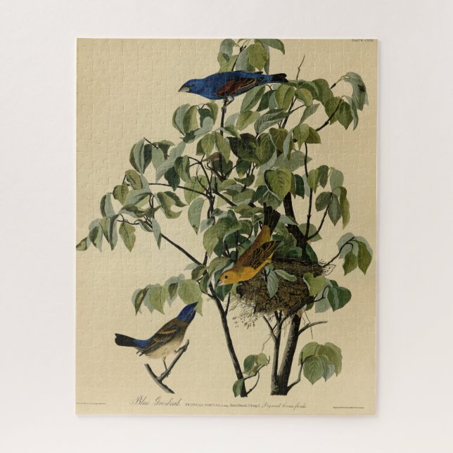 Puzzle Blue Grosbeak from Audubon's Birds of America (Vertical)