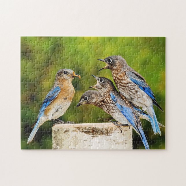 Puzzle Bluebird del este (Horizontal)