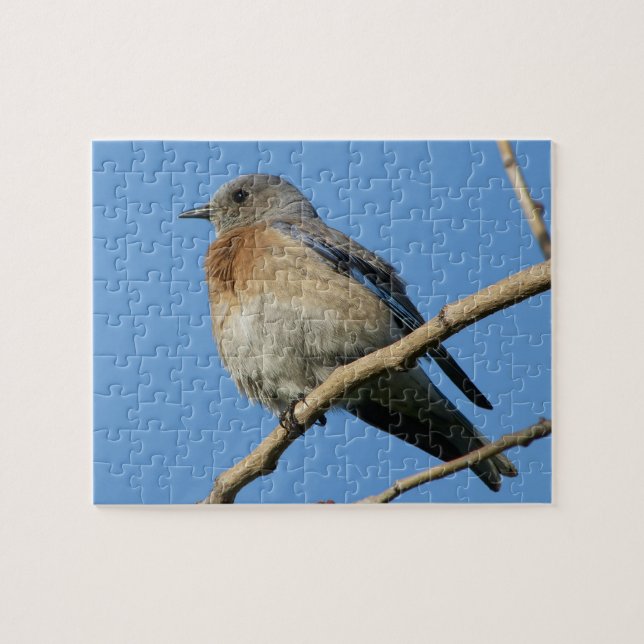 Puzzle Bluebird occidental (Horizontal)