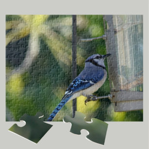 Puzzle Bluejay encaramado en el alimentador de aves