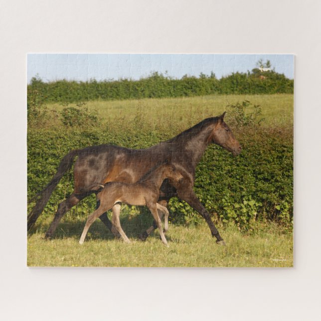 Puzzle Bob Langrish | Amarilla de sangre y pie de abono (Horizontal)
