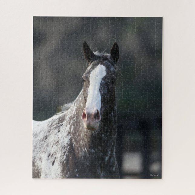 Puzzle Bob Langrish | Apaloosa Headshot (Vertical)