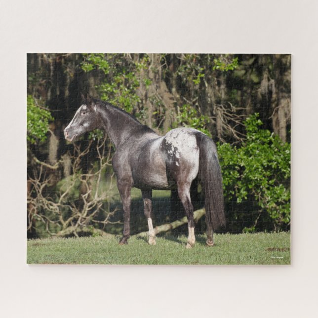Puzzle Bob Langrish | Appaloosa Standing (Horizontal)