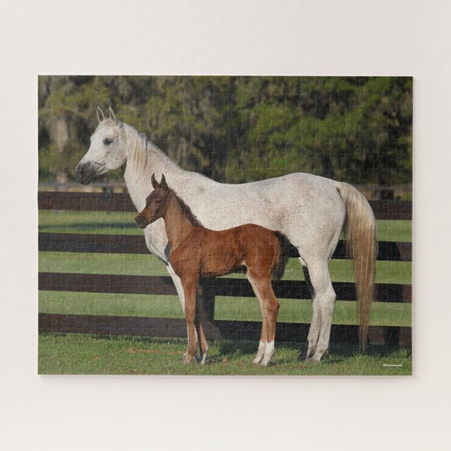 Puzzle Bob Langrish Arab Mare y Foot juntos (Horizontal)