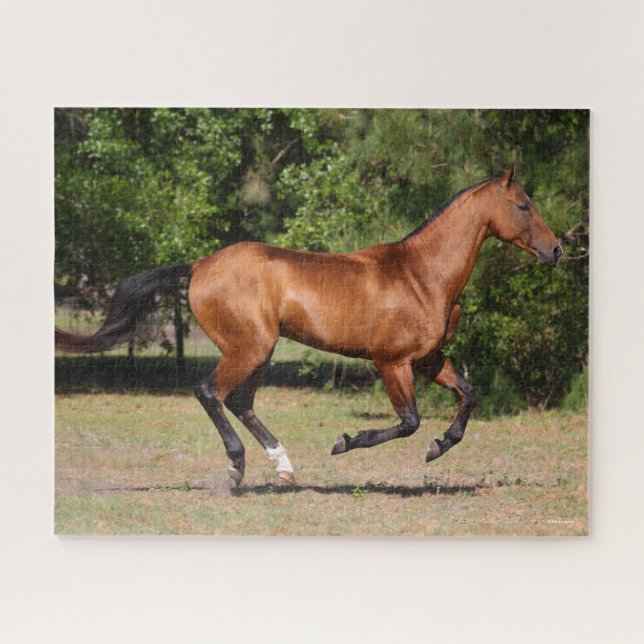 Puzzle Bob Langrish | Bay Akhal Teke Stallion Running (Horizontal)