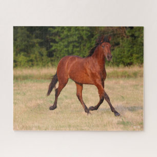 Puzzle Bob Langrish   Bay Andalucian Colt In Field