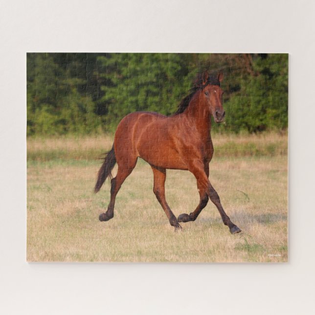 Puzzle Bob Langrish | Bay Andalucian Colt In Field (Horizontal)