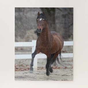 Puzzle Bob Langrish   Bay Andalucian Stallion Running