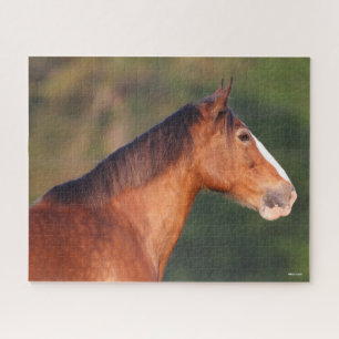 Puzzle Bob Langrish   Bay Clydesdale Headshot