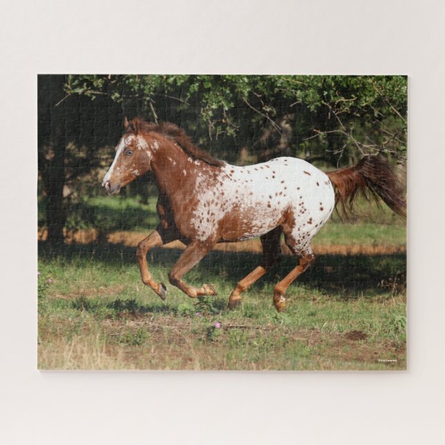 Puzzle Bob Langrish | Caballo Appaloosa en carrera (Horizontal)