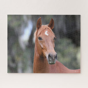 Puzzle Bob Langrish   Cabecera de Chestnut Oldenburg